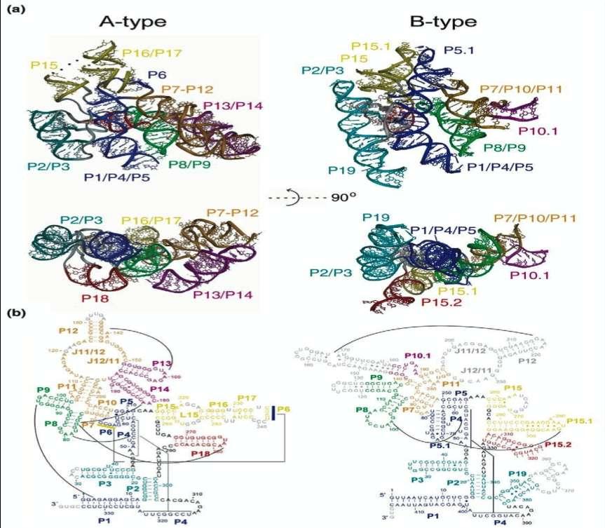 Δηζαγσγή (Α) (B) Εικόνα 3. 3. 2-Ι: Κνοζηαθθζηέξ δμιέξ ηςκ ααηηδνζαηχκ Ρ RNA ηφπμο Ώ ηαζ ΐ. Ώνζζηενά: Ώ-ηφπμο δμιή απυ ημ ααηηήνζμ T. maritima (PDB ID: 2A2E). Αελζά: ΐ-ηφπμο δμιή απυ ημ ααηηήνζμ B.