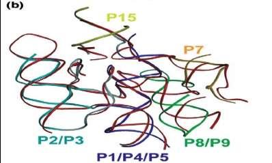 Δηζαγσγή Α ηύποσ Ρ RNA B ηύποσ Ρ RNA (Α) (B) Εικόνα 3. 3. 2-ΙΙΙ: Ο δμιζηυξ πονήκαξ ηςκ Ρ RNA. (Α) Αεοηενμηαβείξ δμιέξ ηςκ ηφπμο Ώ (ανζζηενά) ηαζ ηφπμο ΐ (δελζά) Ρ RNA.