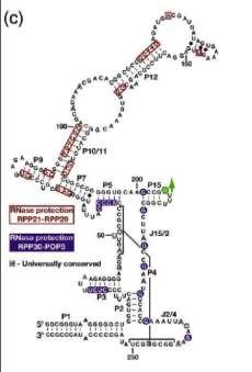 Δηζαγσγή Εικόνα 3. 4. 2-V: πδιαηζηή απεζηυκζζδ ηςκ εέζεςκ δέζιεοζδξ ζημ Ρ RNA ημο P. furiosus ηςκ πνςηεσκζηχκ γεοβχκ PfuRpp29-PfuRpp21 ηαζ PfuPop5-PfuRpp30.