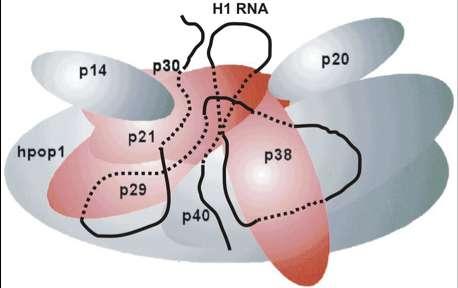 Δηζαγσγή εηενμδζιενμφξ είκαζ απαναίηδηδ πνμοπυεεζδ βζα ηδκ αθθδθεπίδναζή ημο ιε RNA ηαζ ζοβηεηνζιέκα ιε ημκ αναπίμκα ημο Ρ3 δμιζημφ ζημζπείμο ημο RNA ηδξ RNase MRP ηαζ ηδξ RNase P (Hands-Taylor et al