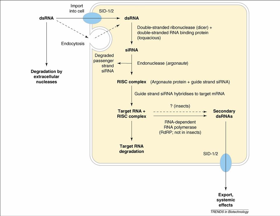 αλυσίδας RNA σε sirna φαίνεται να καθοδηγείται από τις μεταγραφικά τελικές ανάστροφες επαναλήψεις των τρανσποζονίων.