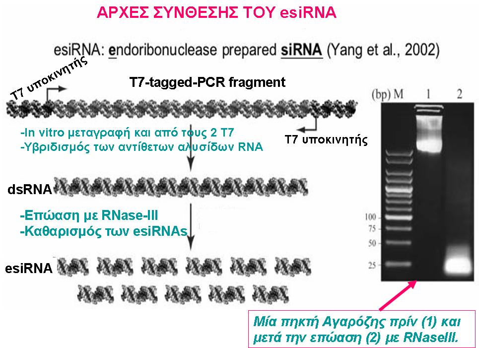 Βακτηριοφάγου. Στην συνέχεια η RNA πολυμεράση χρησιμοποιείται για την παραγωγή μακριών διπλής αλυσίδας RNA το οποίο είναι ομόλογο του cdna γονιδίου στόχου.