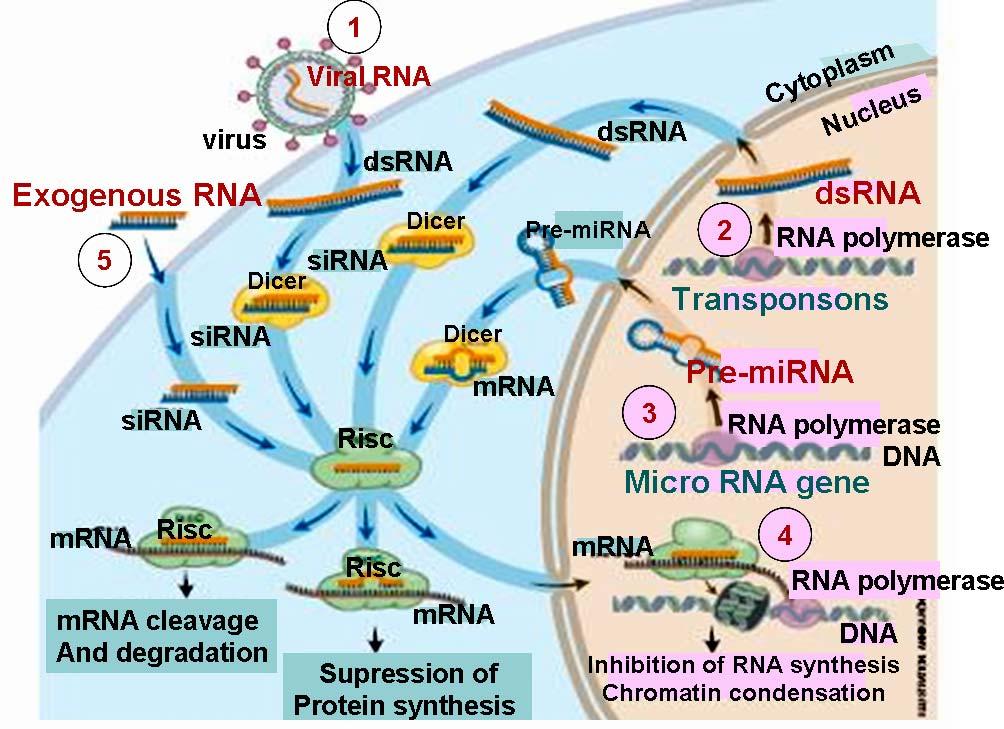 γονιδιακή αποσιώπηση και της οποίας τα αποτελέσματα να διαρκούν είτε για μια περίοδο περίπου εφτά ημερών ή και να είναι σταθερά.. Εικόνα 21: Κυτταρικές διεργασίες εξαρτώμενες από την RNAi μηχανή.