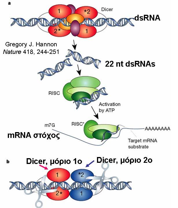 Εικόνα 2: (a) To RNAi ξεκινά με το ένζυμο Dicer (2 μόρια Dicer με 5 δομές το καθένα) που ανήκει στην οικογένεια των RNase-III.