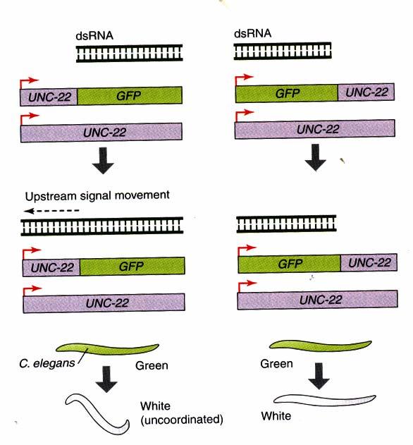 Εικόνα 3: Μεταβατικό RNAi φαινόμενο: Στο μεταβατικό RNAi φαινόμενο στο C. Elegans, η αποσιώπηση μετακινείται ανοδικά με ένα ειδικό στόχο mrna.