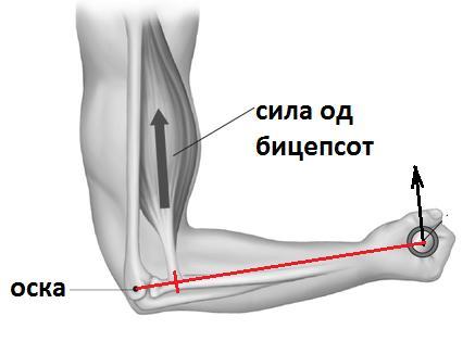 6. Астронаут во вселената држи топче во рака. Колкаво забрзување ќе добие топчето ако астронаутот го фрли нагоре со движењето прикажано на сликата?