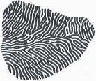 Σχήµα 1.2 Ριγωτά και ποικιλόχρωµα πρότυπα που βρίσκονται στη φύση : (α) το σχήµα του δέρµατος της ζέβρας, (β) το σχέδιο του δέρµατος του ψαριού, (γ) το σχήµα του φλοιού του εγκεφάλου.