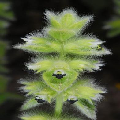 Purpurea: Σιδηρίτης η ρωμαία υποείδ. η πορφυρά. 8. Sideritis lanata :Σιδηρίτης η εριώδης. Κοινό χαρακτηριστικό των ειδών αυτών αλλά και γενικά του γένους SideritisL.