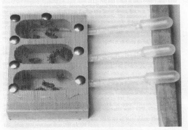 Εικόνα 8. Η αλλαγή στον καρδιακό παλµό της µέλισσας µετά από εφαρµογή µε Deltamethrin στο εργαστήριο (από Papaefthimiou & Theofilidis 2001).