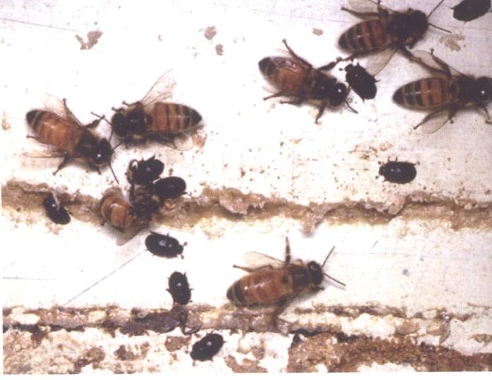 Αεθίνα ή μικρό σκαθάρι Η Αεθίνα (Aethina tumida) είναι ο πιο πρόσφατος εχθρός που διαπιστώθηκε στη μέλισσα Apis mellifera.