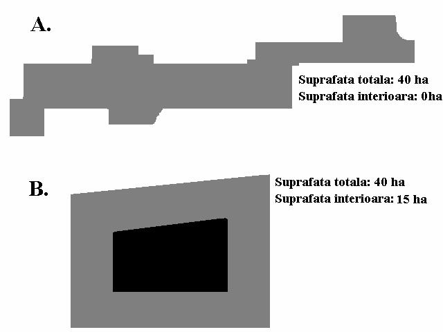 Impactul antropic Figura 6.11 Forma diferită a parcelelor de habitat cu suprafaţa egală afectează ponderea zonelor de margine şi a celor interioare.