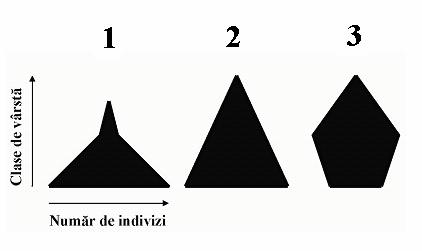 Nivelul populaţional 2.3 Structura pe vârste Clase de vârstă ecologice Piramida vârstei Structura pe vârste este un parametru important în definirea structurii unei populaţii.