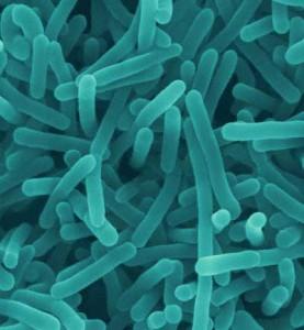 Η Listeria monocytogenes είναι το είδος εκείνο το οποίο έχει αναφερθεί και μελετηθεί περισσότερο στη βιβλιογραφία, έχει συνδεθεί με πάρα πολλές περιπτώσεις τροφολοίμωξης και θεωρείται παθογόνος
