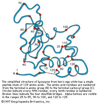 5.2.1.1. Λυσοζύμη Η λυσοζύμη ανακαλύφθηκε από τον Alexander Fleming, το 1922, ο οποίος είχε κρυολόγημα και το θεώρησε ως μια ευκαιρία για να κάνει ένα πείραμα.