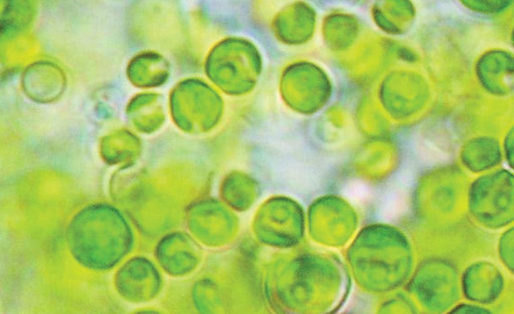 Nima debele celične stene (kot klorela) in je zato lažje prebavljiva. V našem telesu ima čistilni učinek. Klorela je enocelična zelena alga, ki uspeva v sladki vodi.