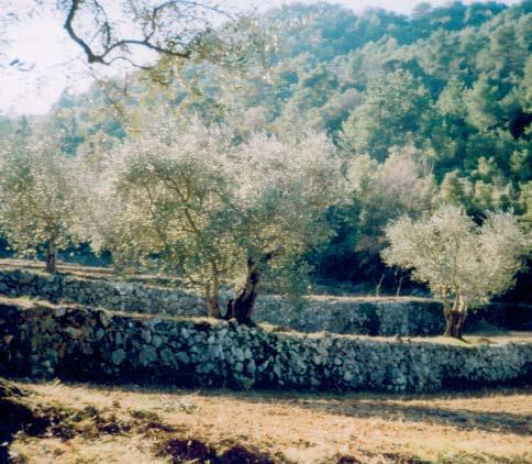 Οι μεσογειακές δομές