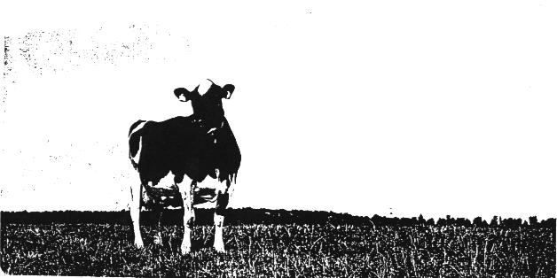 αγελάδων υψηλής γαλακτοπαραγωγής, και αρρώστιες του μεταβολισμού των αγελάδων στις σελίδες του βιβλίου μου 80-101).