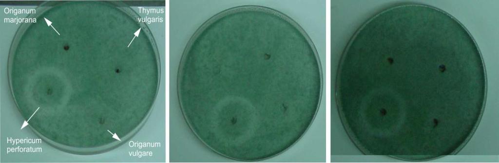 Σχετικά με το Peniciliium spp.