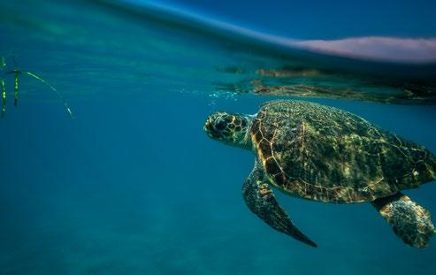 Ανθρώπινες δραστηριότητες και προστατευόμενες περιοχές Η αναγκαιότητα ύπαρξης ανθρώπινων οικονομικών δραστηριοτήτων στις προστατευόμενες περιοχές, όχι μόνο είναι αποδεκτή, αλλά και μείζονος σημασίας.