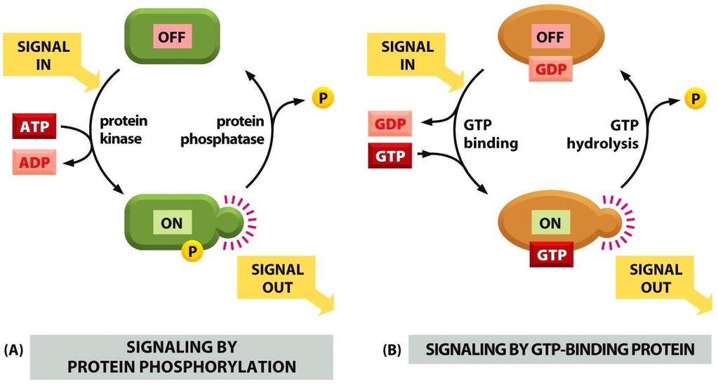 پروتئین های پیام بر درون سلولی به صورت سوییچ مولکولی پس از دریافت پیام از حالت غیرفعال به فعال تغییر می کنند و سپس به حالت اولیه غیرفعال تبدیل می شوند 1- پروتئین هایی که با فسفریالسیون فعال یا
