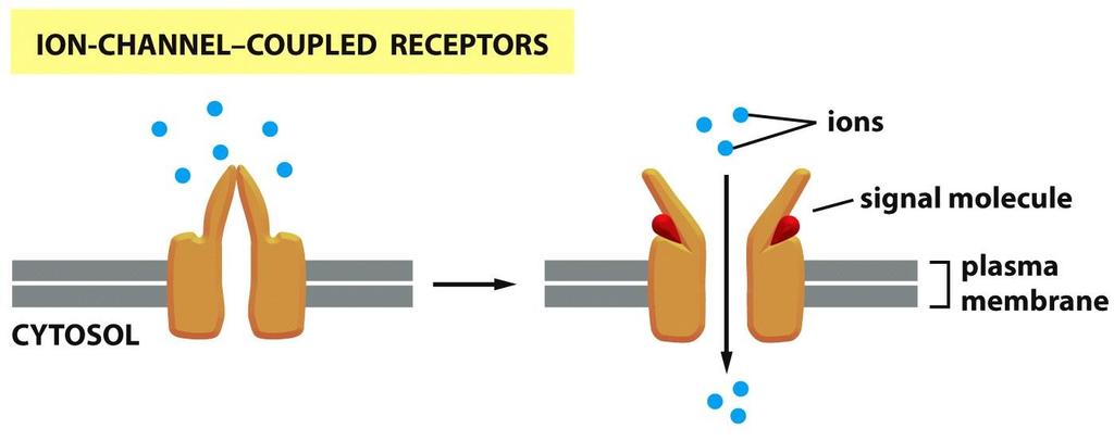 گیرنده های وابسته به کانال= کانال های یونی دریچه دار وابسته به میانجی با اتصال یک پیامرب عصبی تغییر شکل فضایی پیدا می کنند و باز شده و به یون ها Cl(