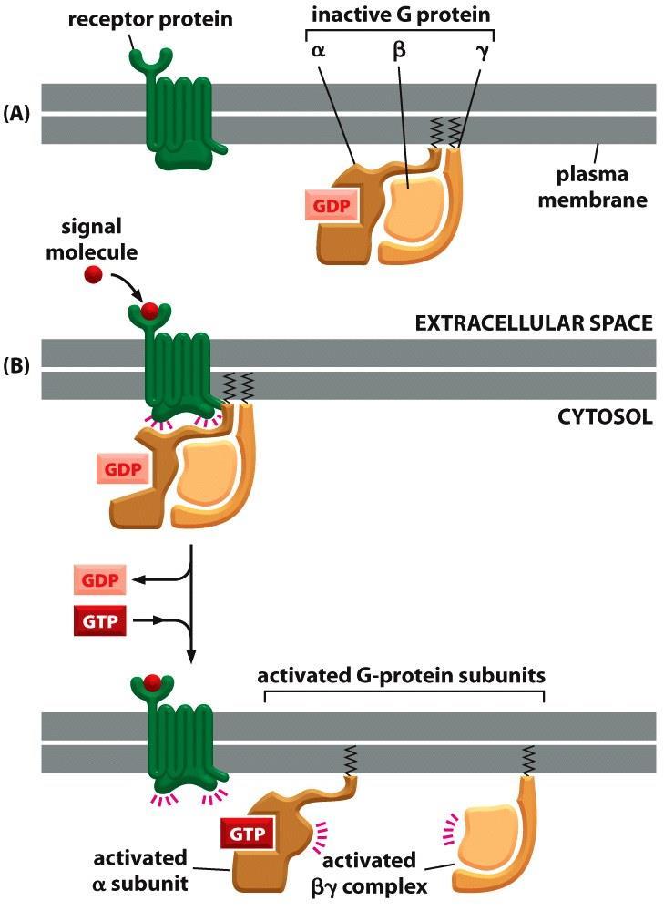 Gپروتئین پروتئین G از سه زیرواحد αβϒ تشکیل شده که دوزیرواحد از طریق دنباله لیپیدی به غشاء متصل هستند زیرواحد αدر حالت فعال به GTP و در حالت غیرفعال به GDP متصل است.