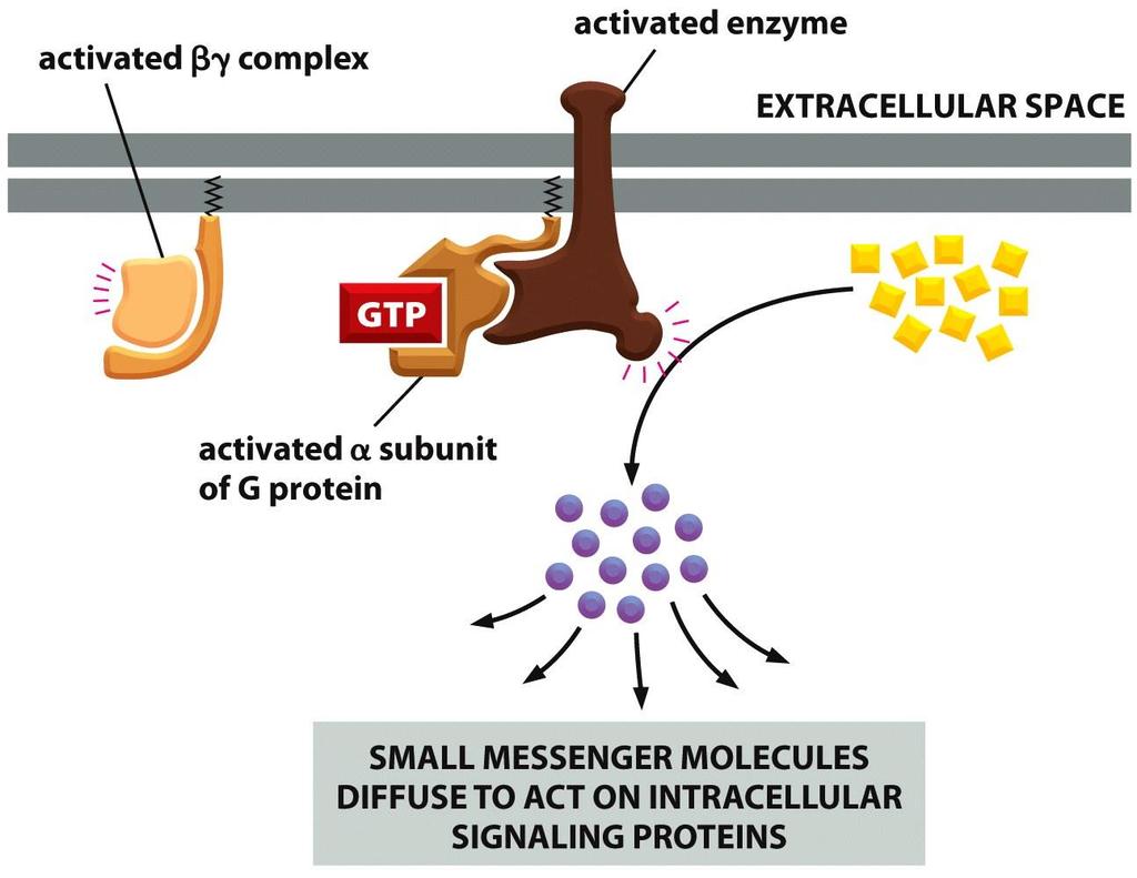 فعال شدن آنزیم های غشایی توسط پروتئین های G پس از اتصال پیام بر)اولیه( به گیرنده و فعال شدن پروتئین G برهم کنش پروتئین های G با هدف های آنزیمی منجر به تولید مقدار زیادی مولکول های پیام بر کوچک به نام