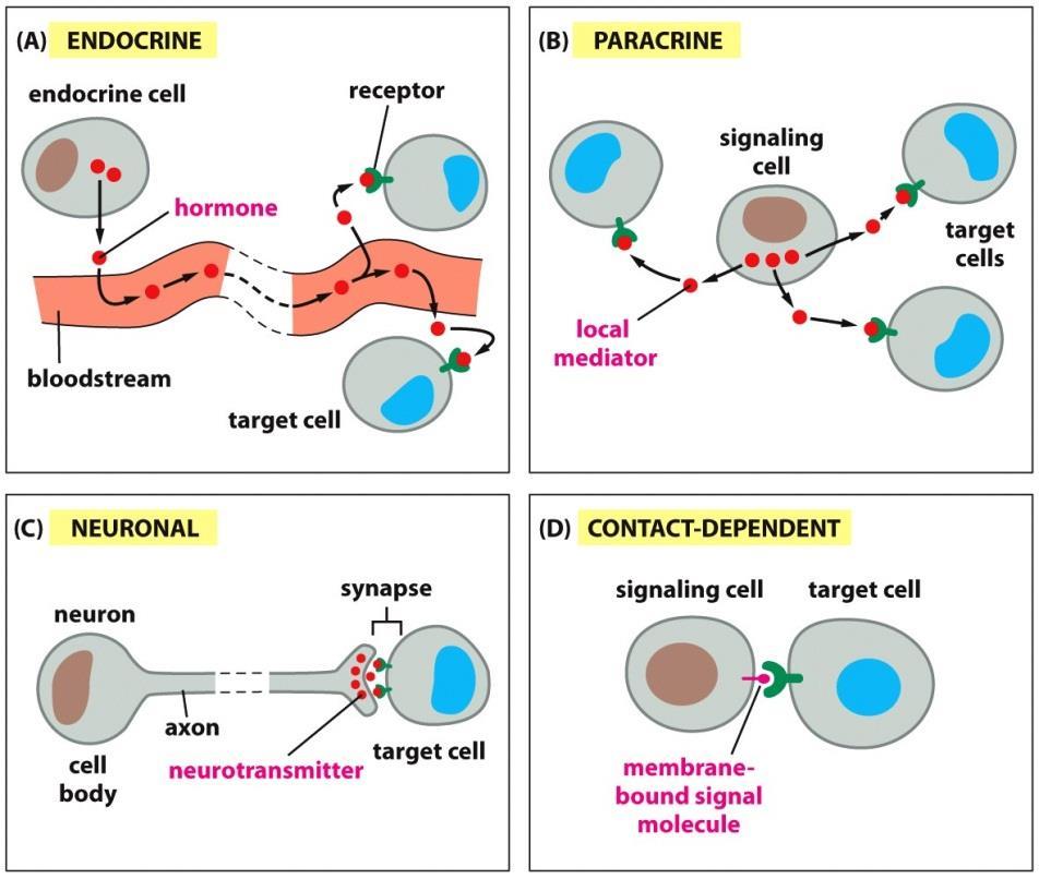 1- ترشح پیام به داخل خون )هورمون( توسط سلول های اندوکرینی راه های ارتباط سلولی مثال: انسولین ترشح شده توسط پانکراس باعث جذب گلوکز توسط سلول های بدن می شود 2- پیام رسانی پاراکرینی: