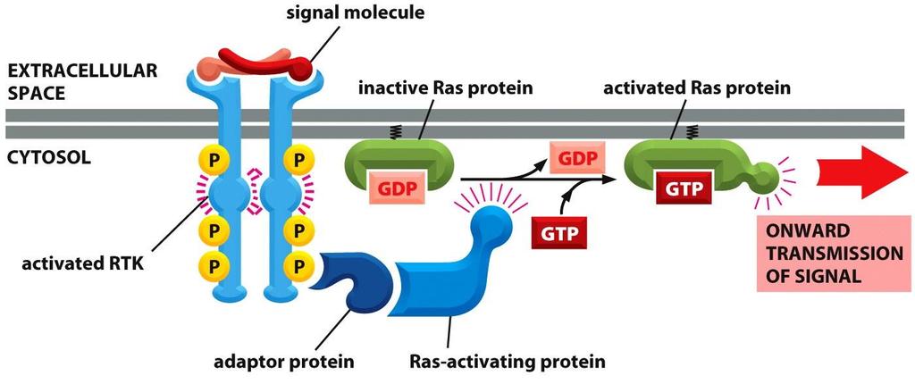 اکرث گیرنده های تیروزین کینازی Ras را فعال می کنند Ras جزء خانواده پروتئین های GTPase مونومری متصل شونده به GTP است که به وسیله دنباله لیپیدی با سطح سیتوپالسمی غشاء مرتبط است.