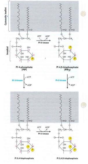 فعالیت مسیر PI3-Kinase-Akt توسط گیرنده های تیروزین کیناز فاکتور رشد شبه انسولینی ازطریق این مسیر رشد و بقای سلولی را فعال می کند 1 -اتصال فاکتور رشد باعث فعال شدن یک گیرنده تیروزین