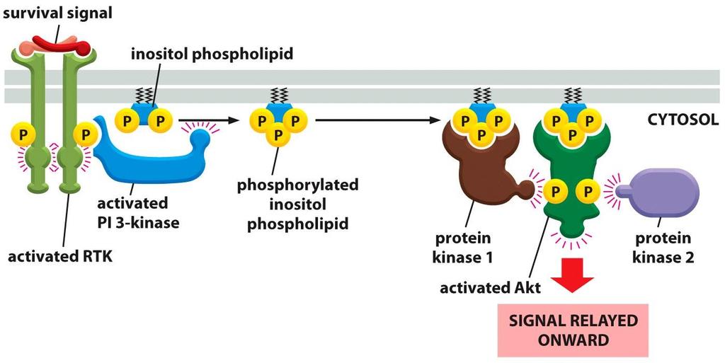 4- لیپیدهای فسفریله شده جایگاه قالب شدن برای پروتئین های درون سلولی خاص می باشد که از سیتوزول به غشاء تغییر مکان میدهند.