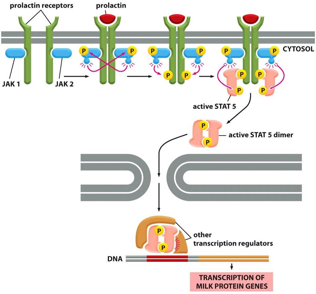 مسیر JAK-STAT برخی گیرنده های وابسته به آنزیم فعالیت آنزیمی ندارد بلکه با تیروزین کینازهای سیتوپالسمی به نام JAK در ارتباط هستند گیرنده های سایتوکین ها و هورمون پروالکتین از این نوع می باشد 1- پس از