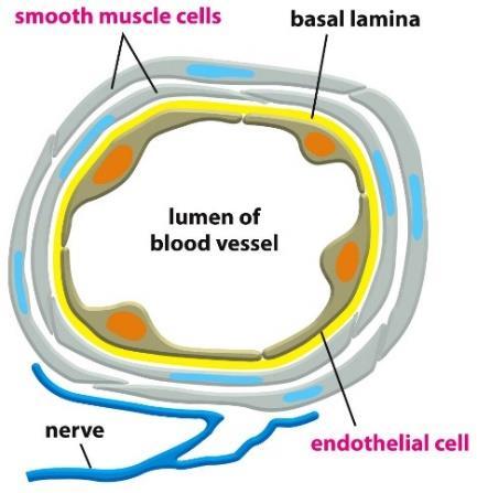 ب( پروتئین ها و آنزیم های درون سلولی اثر می گذارد : بعضی گازهای محلول مانند اکسید نتیریک که به عنوان میانجی عصبی عمل می کند و از سلولی که آن را تولید می کند منترش شده و وارد سلول