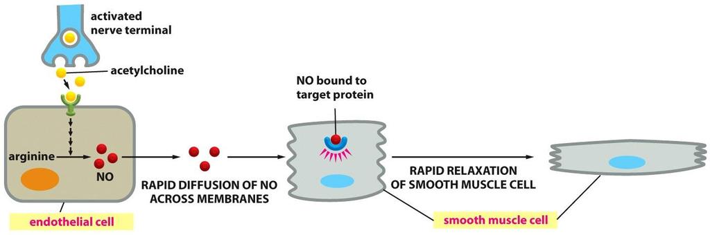 1- سلول های اندوتلیال رگ های خونی در پاسخ به استیل کولین آزاده شده در پایانه های عصبی NO را تولید می کند 2- سپس NO در سلول های ماهیچه صاف دیواره رگ ها فعالیت پروتئین های ویژه ای را