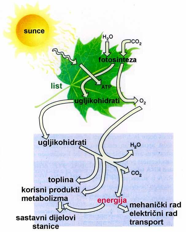 Adenozin-trifosfat (ATP) univerzalna je valuta slobodne energije u biološkim sustavima Hidroliza jedne molekule ATP mijenja omjer reaktanata i produkata u spregnutoj reakciji za 10 8.