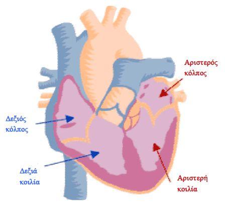 Διπλωματική εργασία: Παπαδάκης Ματθαίος. 1 Εισαγωγή Στο κεφάλαιο αυτό γίνεται μία εισαγωγή στην αρχή λειτουργίας της καρδιάς, καθώς και στην ανατομία της.