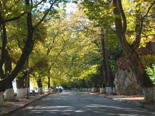 Κυρίαρχο είδος είναι ο πλάτανος ( platanus