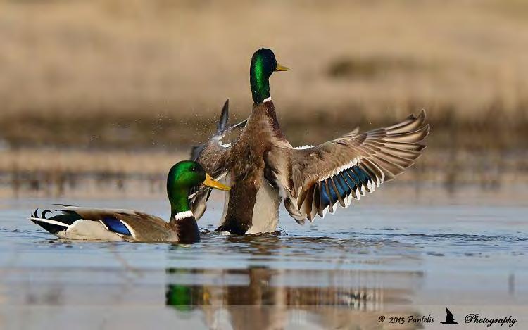 ΟΡΘΟΠΑΝΙΔΑ Συνολικά στη λίμνη Παμβώτιδα και στην ευρύτερη περιοχή του λεκανοπεδίου των Ιωαννίνων συναντώνται 169 είδη πουλιών. Από αυτά τα 58 προστατεύονται από την ευρωπαϊκή νομοθεσία.