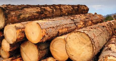 Il legno è uno dei materiali più preziosi offerti dalla natura.