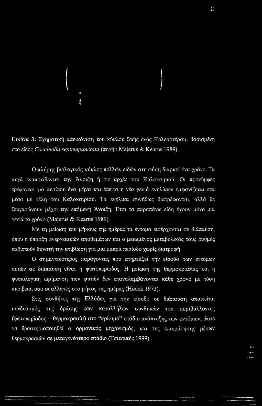 Οι προνύμφες τρέφονται για περίπου ένα μήνα και έπειτα η νέα γενιά ενηλίκων εμφανίζεται στα μέσα με τέλη του Καλοκαιριού. Τα ενήλικα συνήθως διατρέφονται, αλλά δε ζευγαρώνουν μέχρι την επόμενη Άνοιξη.