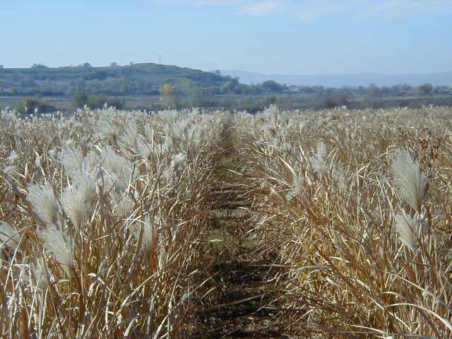 Μίσχανθος (Miscanthus x giganteus) Ο µίσχανθος (Miscanthus sinensis) είναι ένα πολυετές αγρωστώδες φυτό.