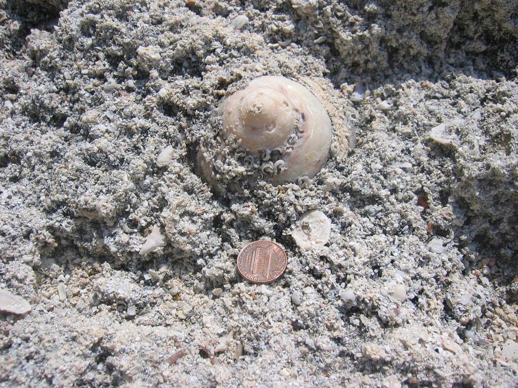 Slika 2-5: Coquina, varijetet kalkarenita 3. DOLOMITI Dolomiti su po sastavu vapnenci koji sadrži više od 90 % minerala dolomita.