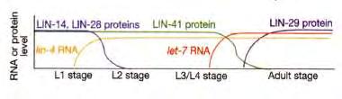 Ρόλος των micrornas σε φυσιολογικές κυτταρικές διεργασίες Μέσα από το αχανές ρεπερτόριο των ncrnas, τα mirnas έχουν μελετηθεί εκτενώς, λόγω της εμπλοκής τους σε βιολογικά μονοπάτια και σε ασθένειες.