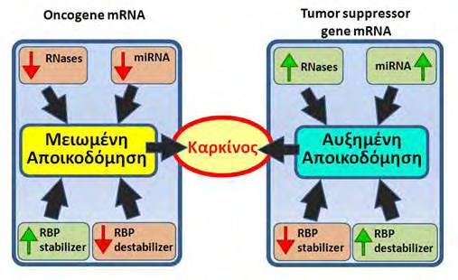 μπορεί να απορρέει άμεσα μέσω υπερέκφρασης των παραγόντων που σταθεροποιούν το mrna, ή μέσω υποέκφρασης των αποσταθεροποιητικών παραγόντων, όπως είναι οι αποαδενυλάσες.