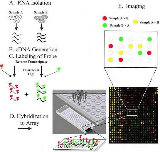 3.4 Mικροσυστοιχίες mirna (microarrays) Η χρήση των μικροσυστοιχιών έχει παγιωθεί τα τελευταία χρόνια αφού αποτελεί ένα εύχρηστο μέσο για τον έλεγχο της γονιδιακής έκφρασης αλλά και μεταλλάξεων, με