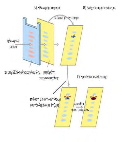 Εικόνα 44.