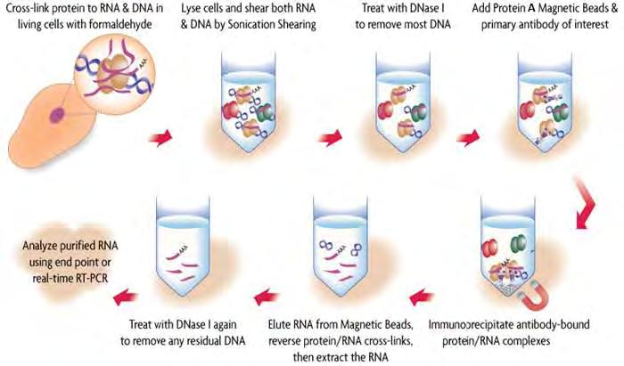 3.9 Ανοσοκατακρήμνιση RNA (RNA-IP) με αντίσωμα έναντι της PARN H RNA-ανοσοκατακρήμνιση είναι μια τεχνική βασισμένη σε αντίσωμα, η οποία χρησιμοποιείται για τον προσδιορισμό αλληλεπιδράσεων μεταξύ