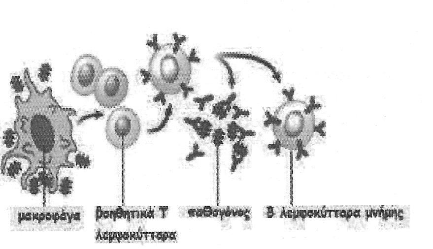 γ. Τα μακροφάγα που απεικονίζονται στο παραπάνω σχήμα αποτελούν κατηγορία των φαγοκύτταρων. Η δράση των φαγοκυττάρων είναι, μεταξύ άλλων, πολύ σημαντική στη φλεγμονή.