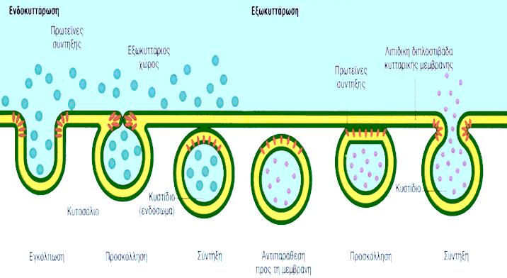 Mεταφορά με ενδοκυττάρωση/εξωκυττάρωση Υλικά από τον εξωκυττάριο χώρο καθώς επίσης και από την έξω επιφάνεια της μεμβράνης, μπορούν να ενσωματωθούν μέσα στο κύτταρο με μια εγκόλπωση που συμβαίνει