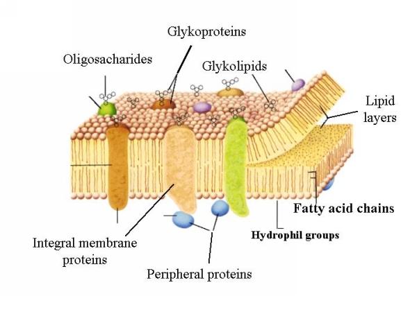 Η δομή της κυτταρικής μεμβράνης Η βασική δομή όλων των βιολογικών μεμβρανών είναι ενιαία και αποτελείται σχηματικά από ένα βασικό πλέγμα φωσφολιπιδίων, τα οποία είναι διατεταγμένα σε διπλοστοιβάδα,